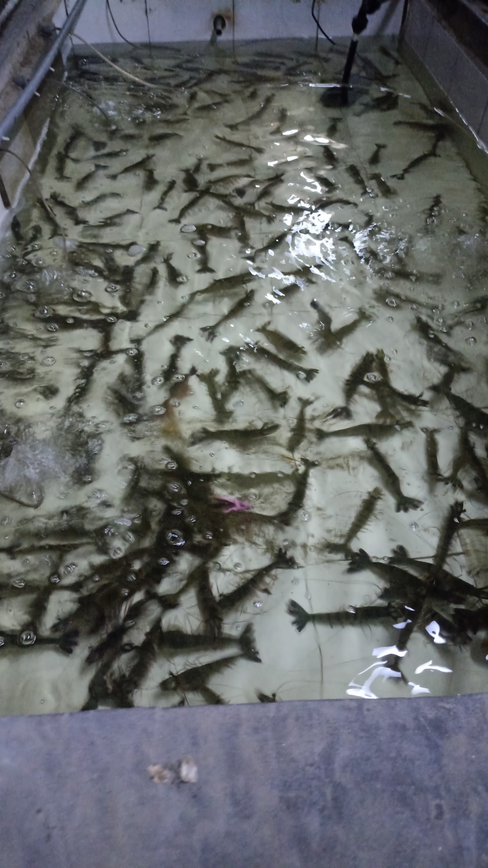 Monodon Mamak & prawning, kolam pancing di Cheras, Selangor (gambar 1)