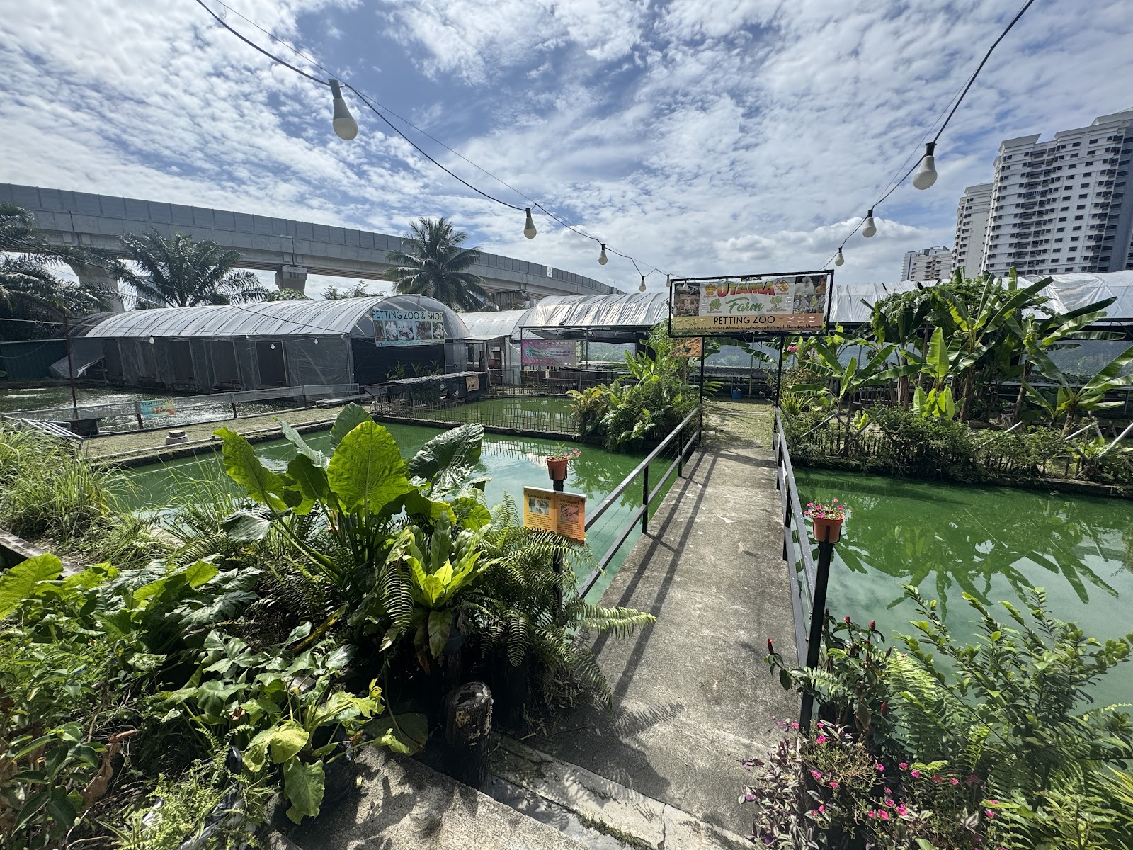 Utama Farm & Prawning, kolam pancing di Petaling Jaya, Selangor (gambar 3)