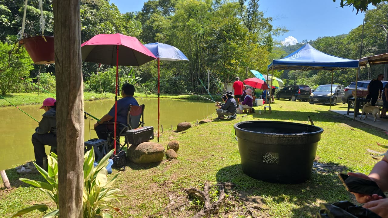 Kolam Tolungan Kibambangan, kolam pancing di Penampang, Sabah (gambar 2)