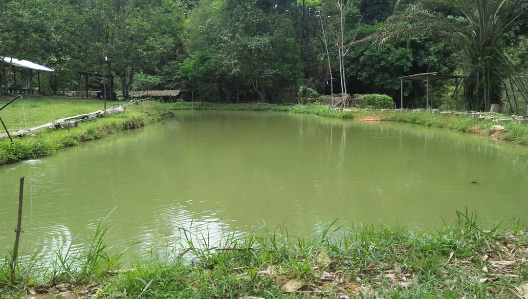 Kolam Tolungan Kibambangan, kolam pancing di Penampang, Sabah (gambar 3)