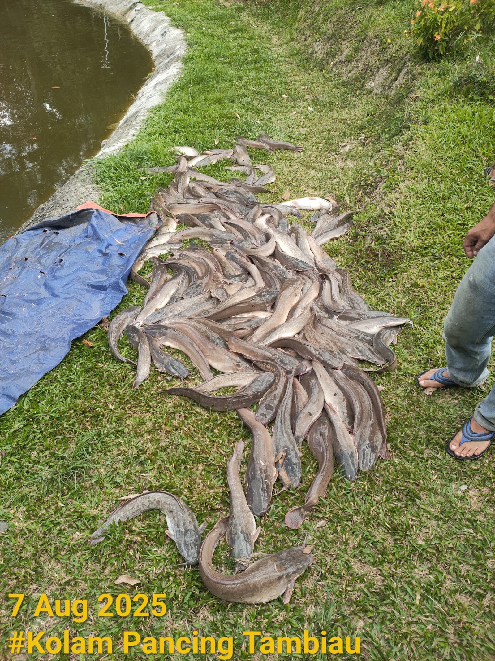 Kolam pancing Kolam Pancing Tambiau