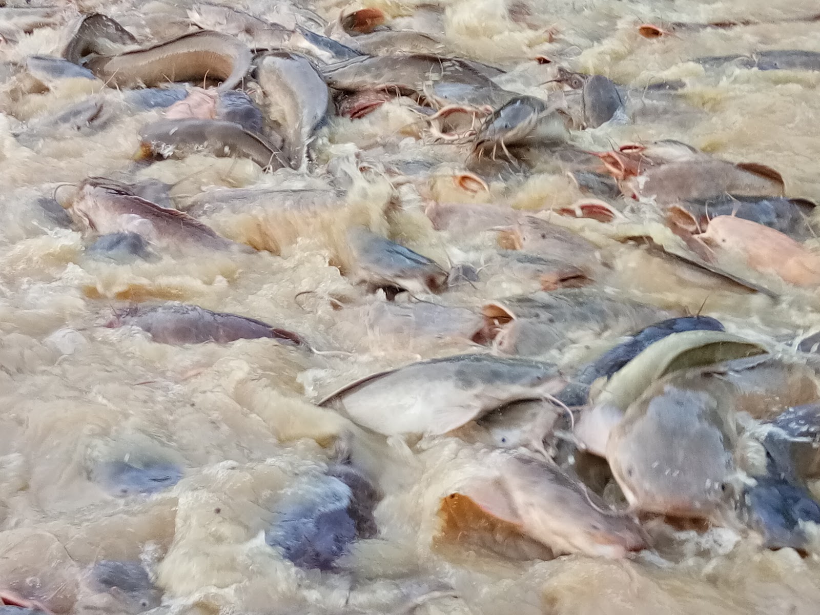 kolam memancing kolam kelubaan, kolam pancing di Keningau, Sabah (gambar 3)