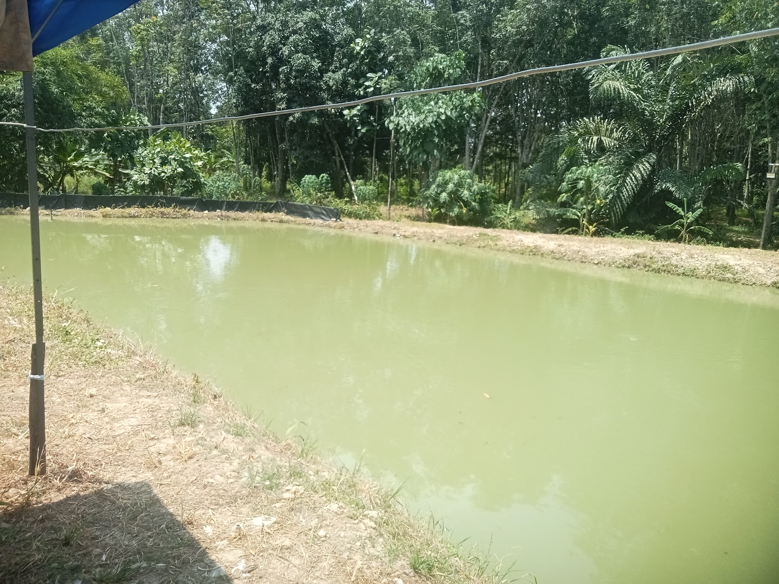Kolam pancing KOLAM PENGIU