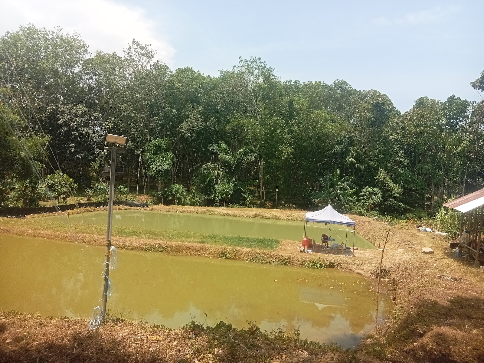 KOLAM PENGIU, fishing pond in Kota Belud, Sabah (photo 2)