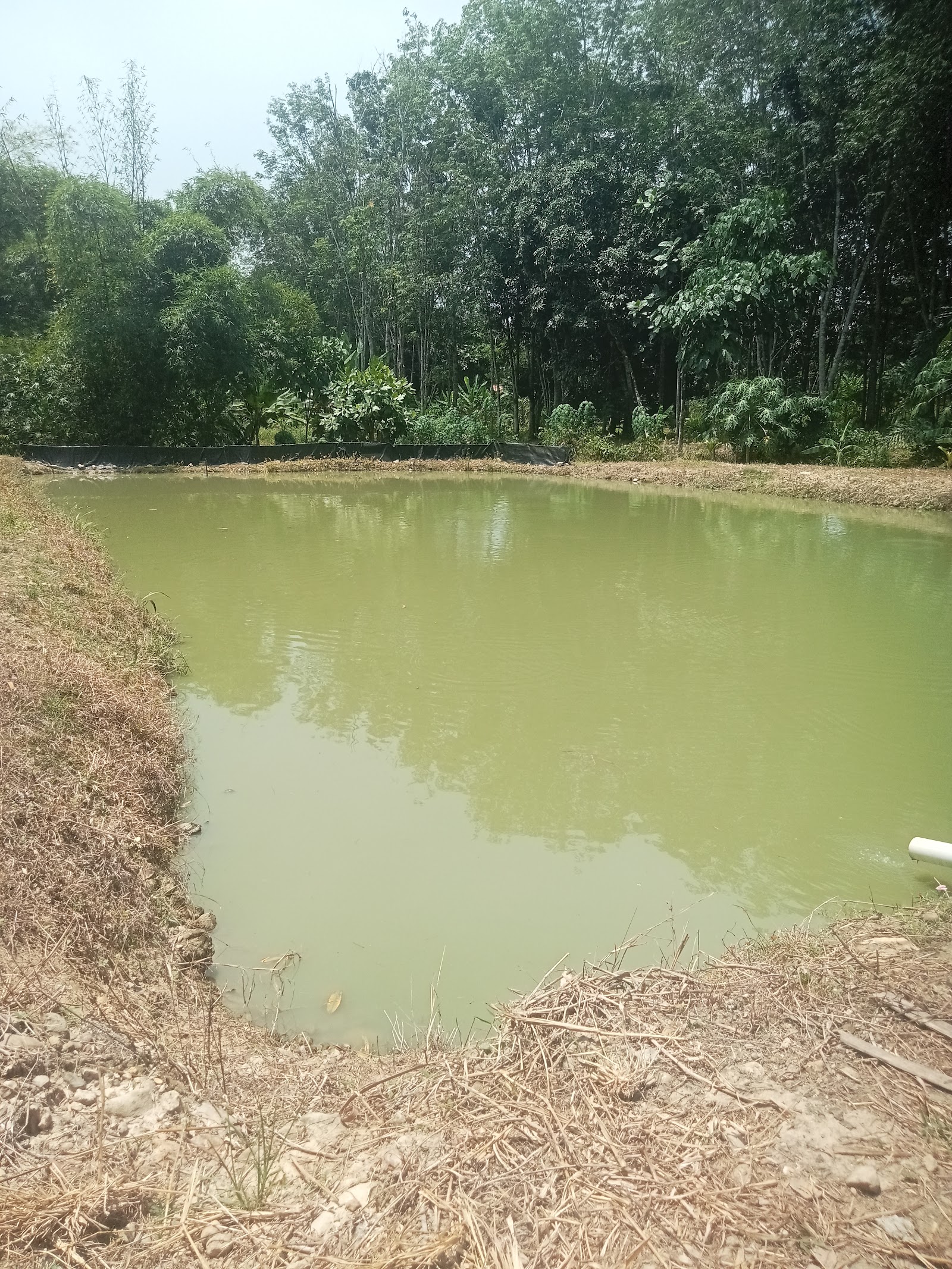 KOLAM PENGIU, fishing pond in Kota Belud, Sabah (photo 3)