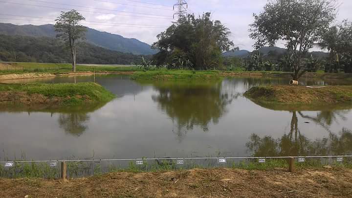 Kolam Kabai Kinarut, kolam pancing di Penampang, Sabah (gambar 2)