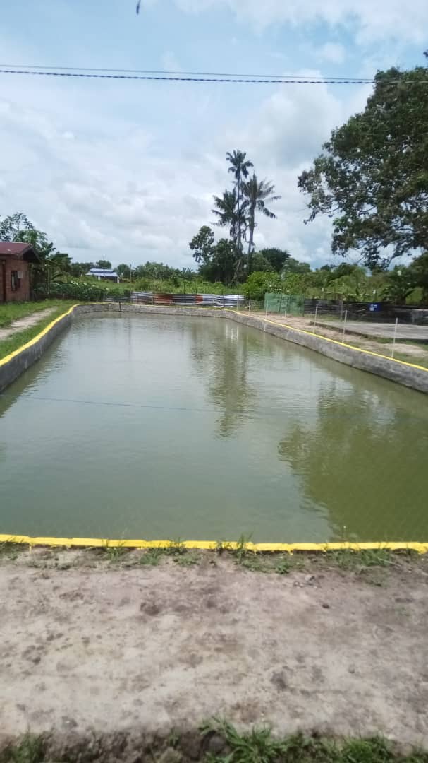 Kolam Tiqo-Tiqo, fishing pond in Tuaran, Sabah (photo 2)