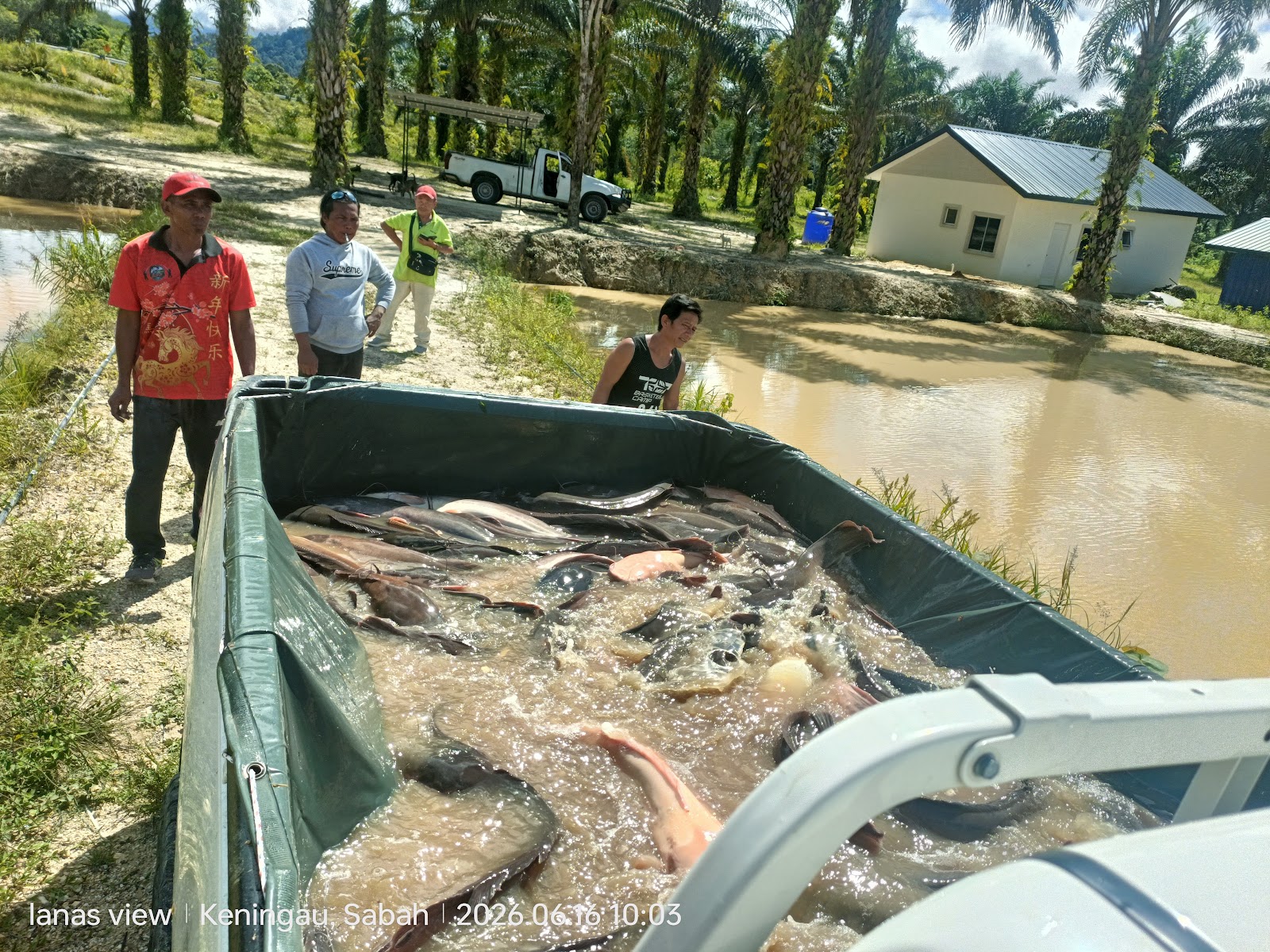 KOLAM LANAS VIEW, kolam pancing di Sabah (gambar 2)