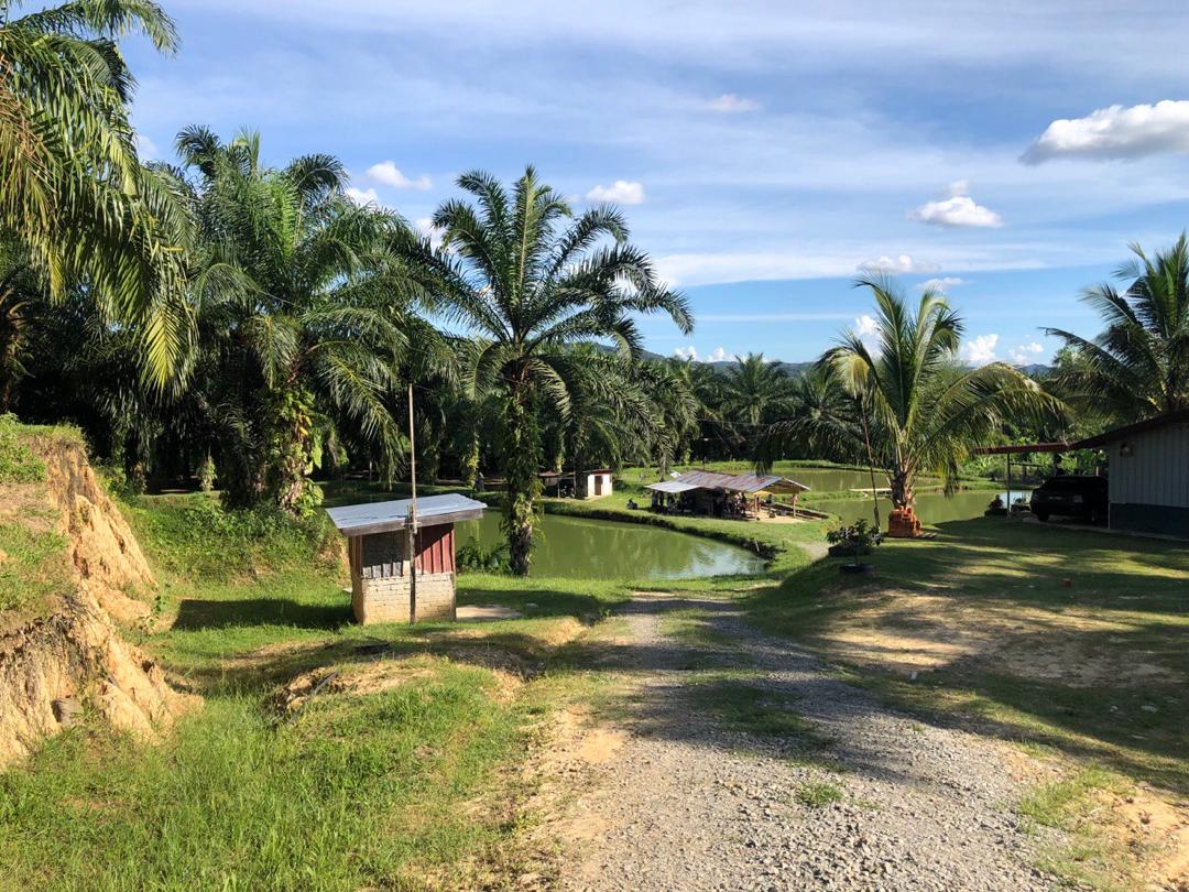 Kolam Sawit Bumburing, fishing pond in Keningau, Sabah (photo 2)