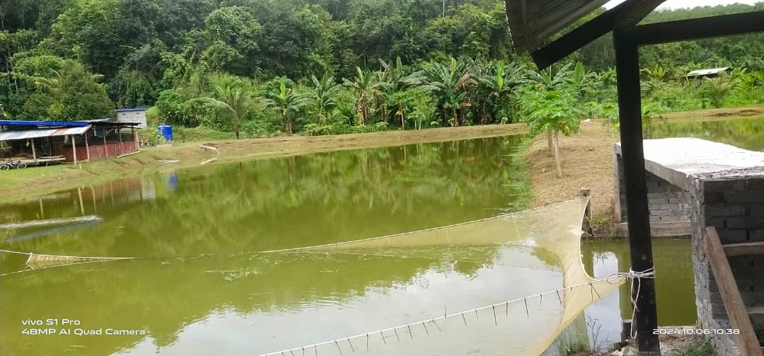 Kolam pancing KDM VIEW (KOLAM D MAS VIEW)