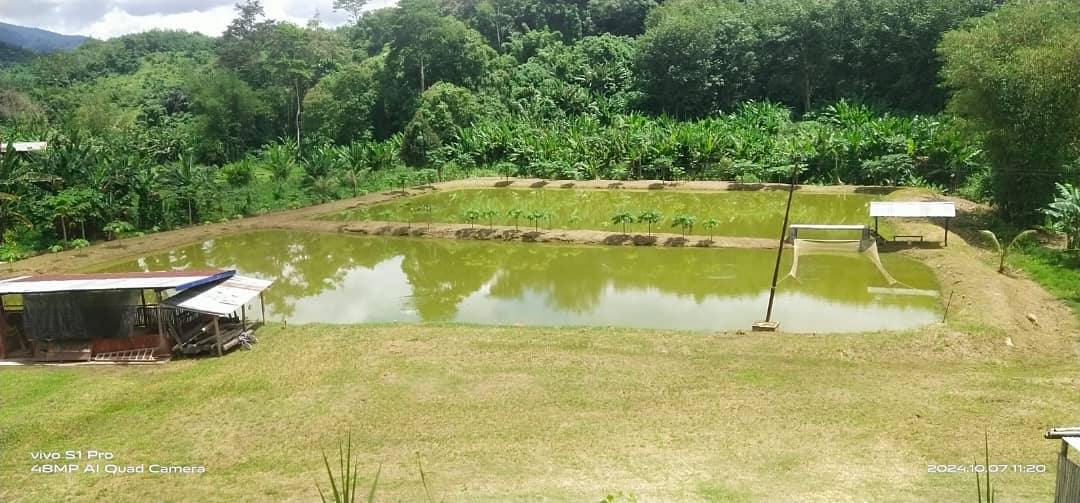 KDM VIEW (KOLAM D MAS VIEW), kolam pancing di Tenom, Sabah (gambar 3)