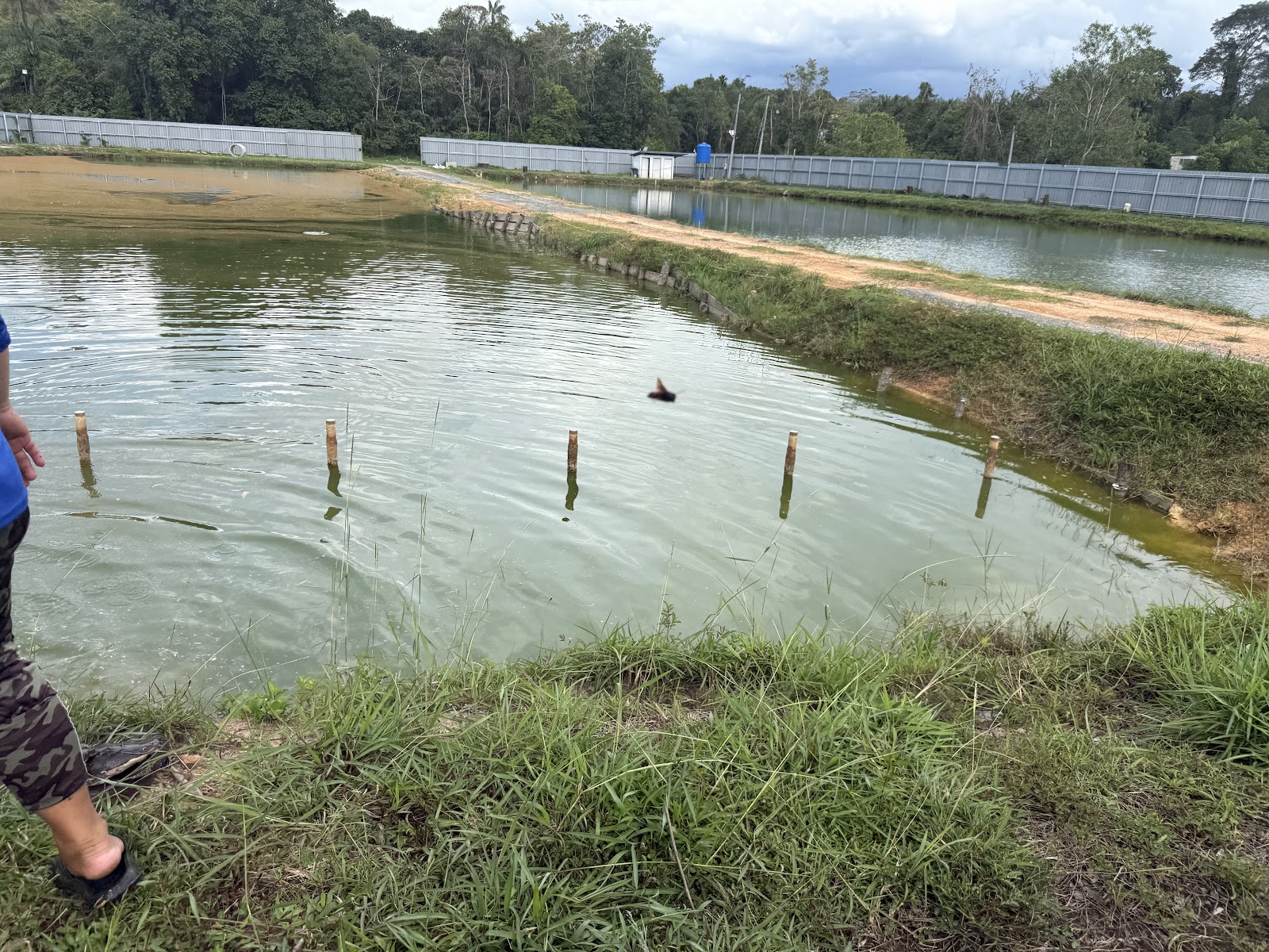 Kolam pancing KULAM D'BIF