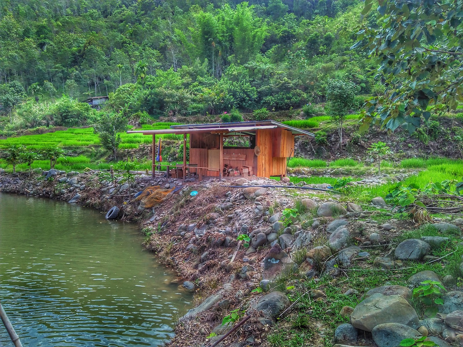 Kolam D igu Tambunan, fishing pond in Sabah (photo 2)