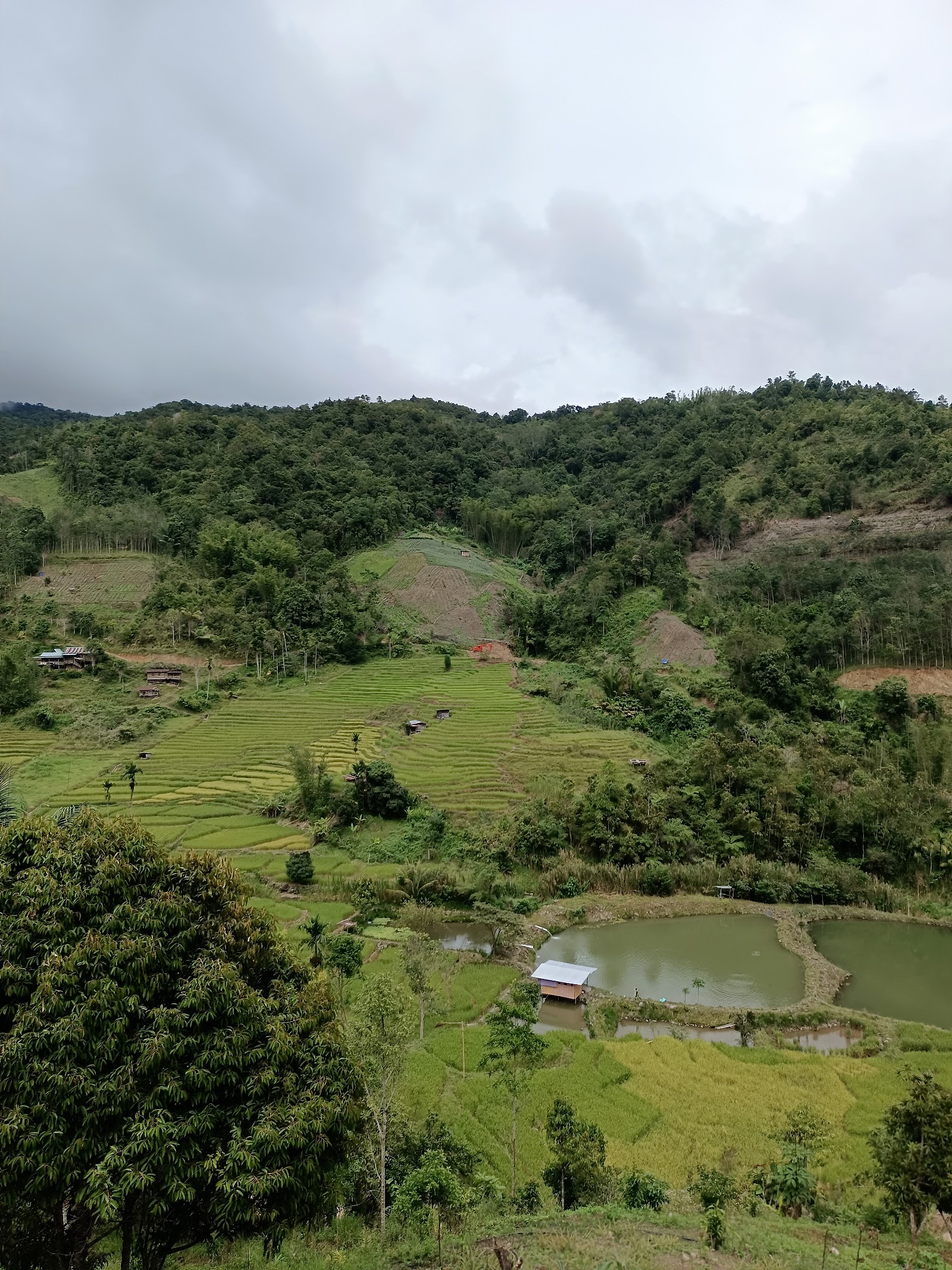 Kolam D igu Tambunan, fishing pond in Sabah (photo 3)