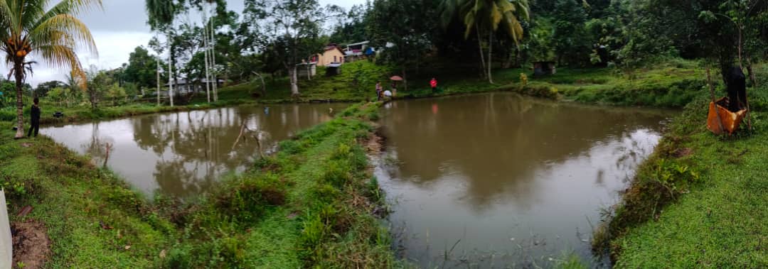 Kolam Pancing Sedi Belud, fishing pond in Kota Belud, Sabah (photo 2)