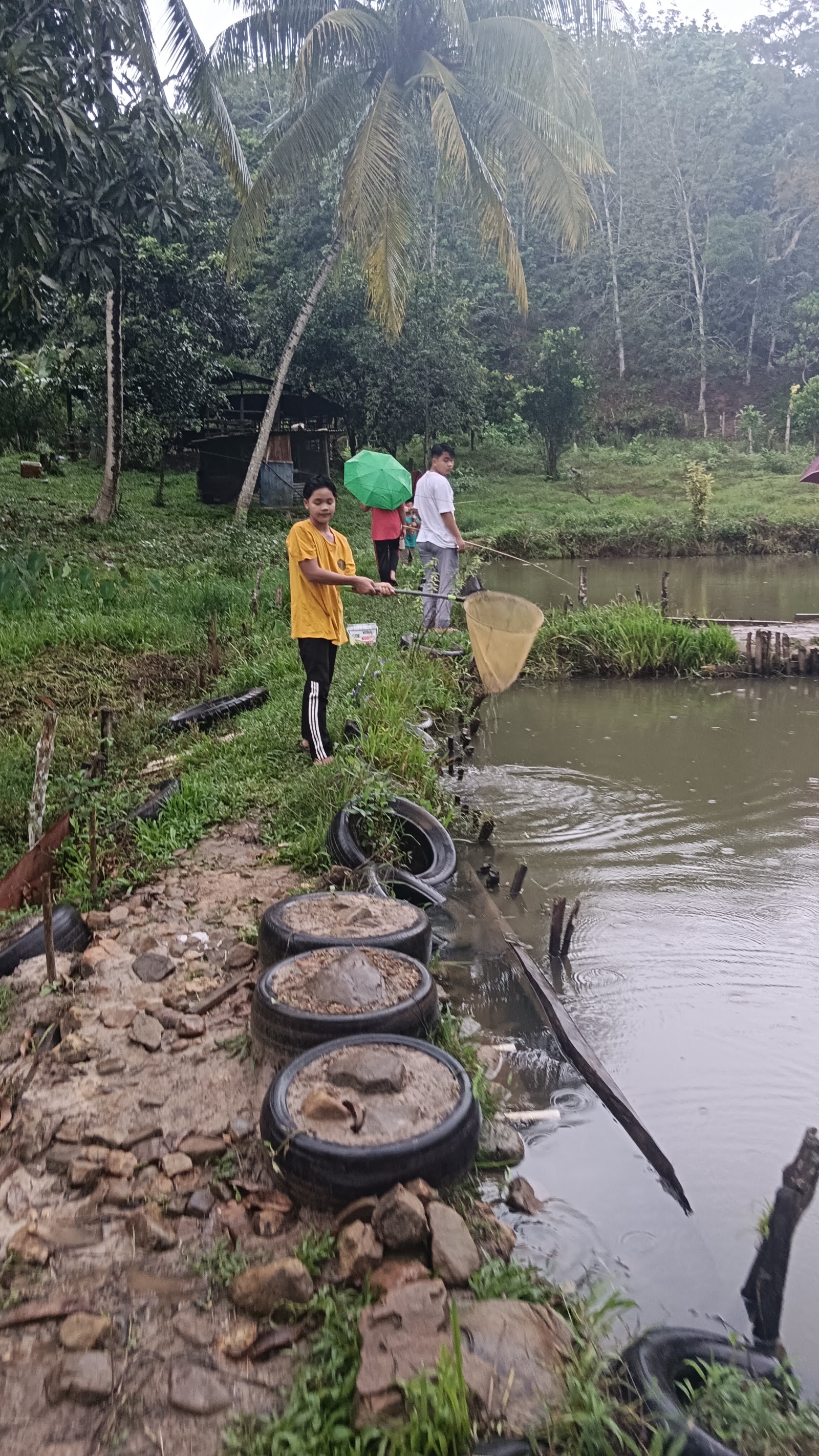 Kolam Pancing Sedi Belud, fishing pond in Kota Belud, Sabah (photo 3)
