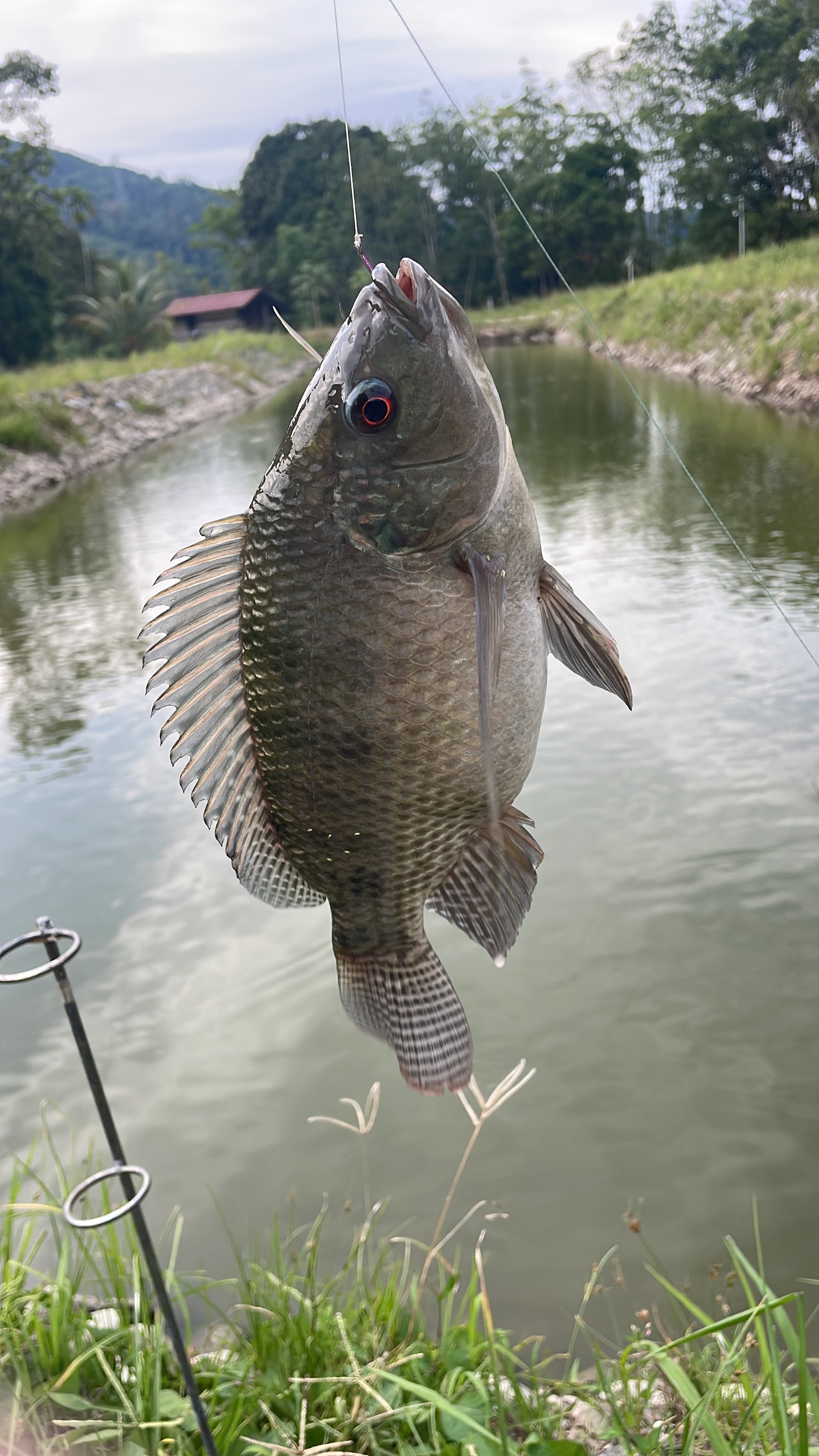 Kolam Narinang, fishing pond in Kota Belud, Sabah (photo 3)