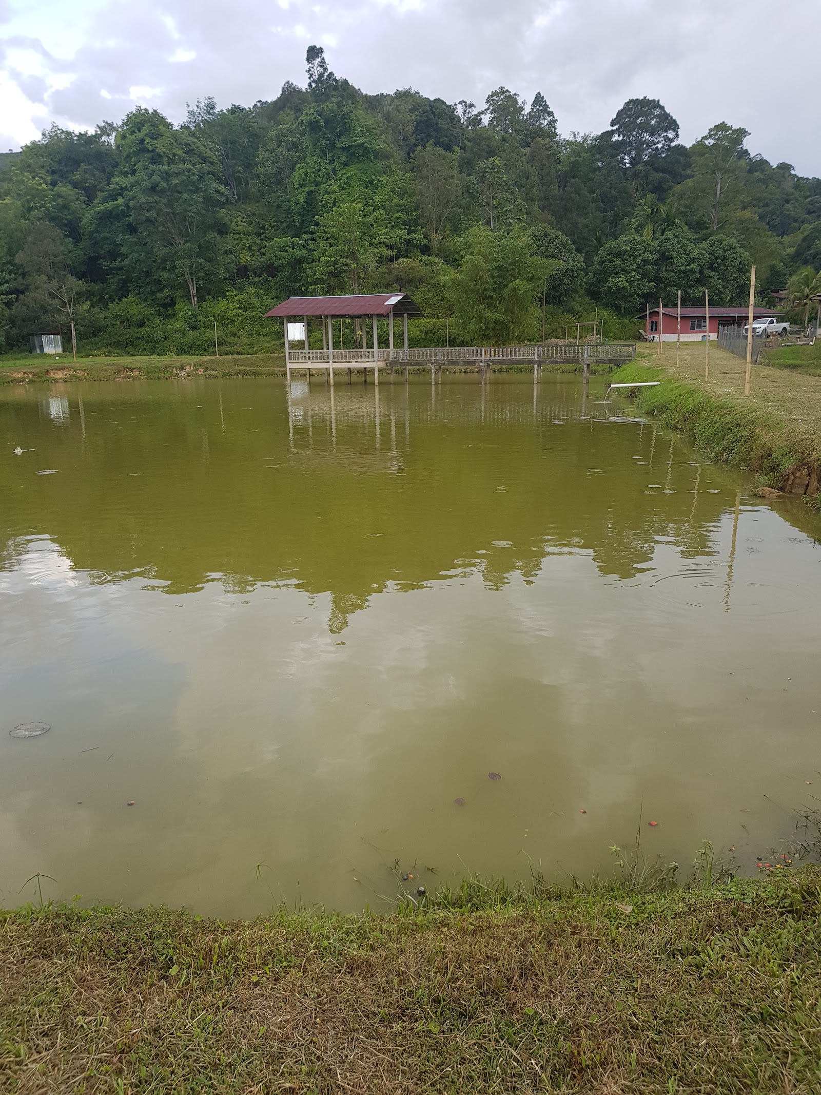 Kolam Keligan Ranau, kolam pancing di Ranau, Sabah (gambar 2)