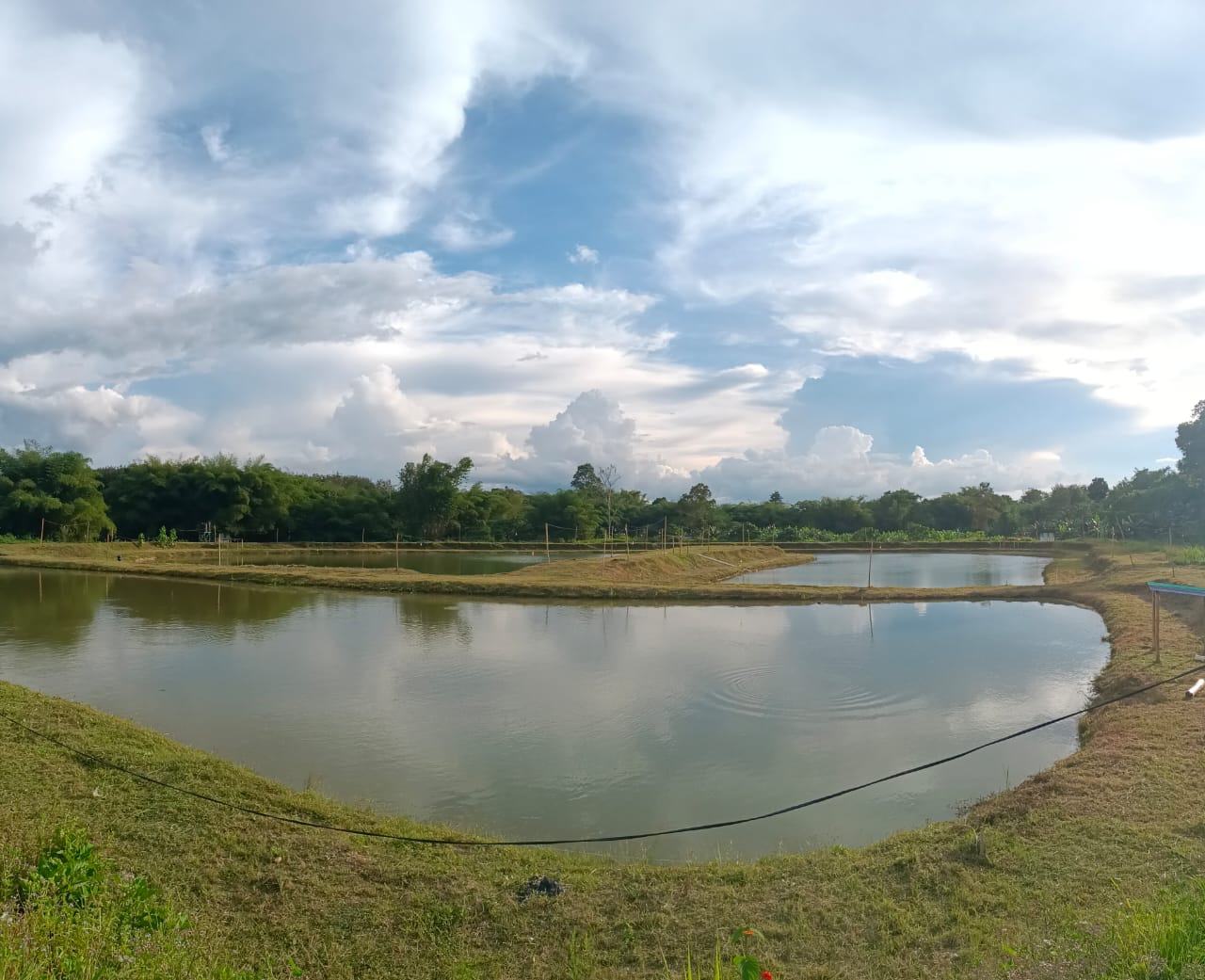 Kolam Sejati (KSe), fishing pond in Keningau, Sabah (photo 2)