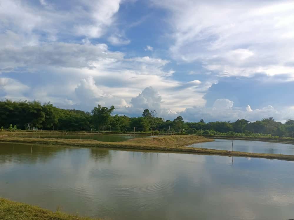Kolam Sejati (KSe), fishing pond in Keningau, Sabah (photo 3)