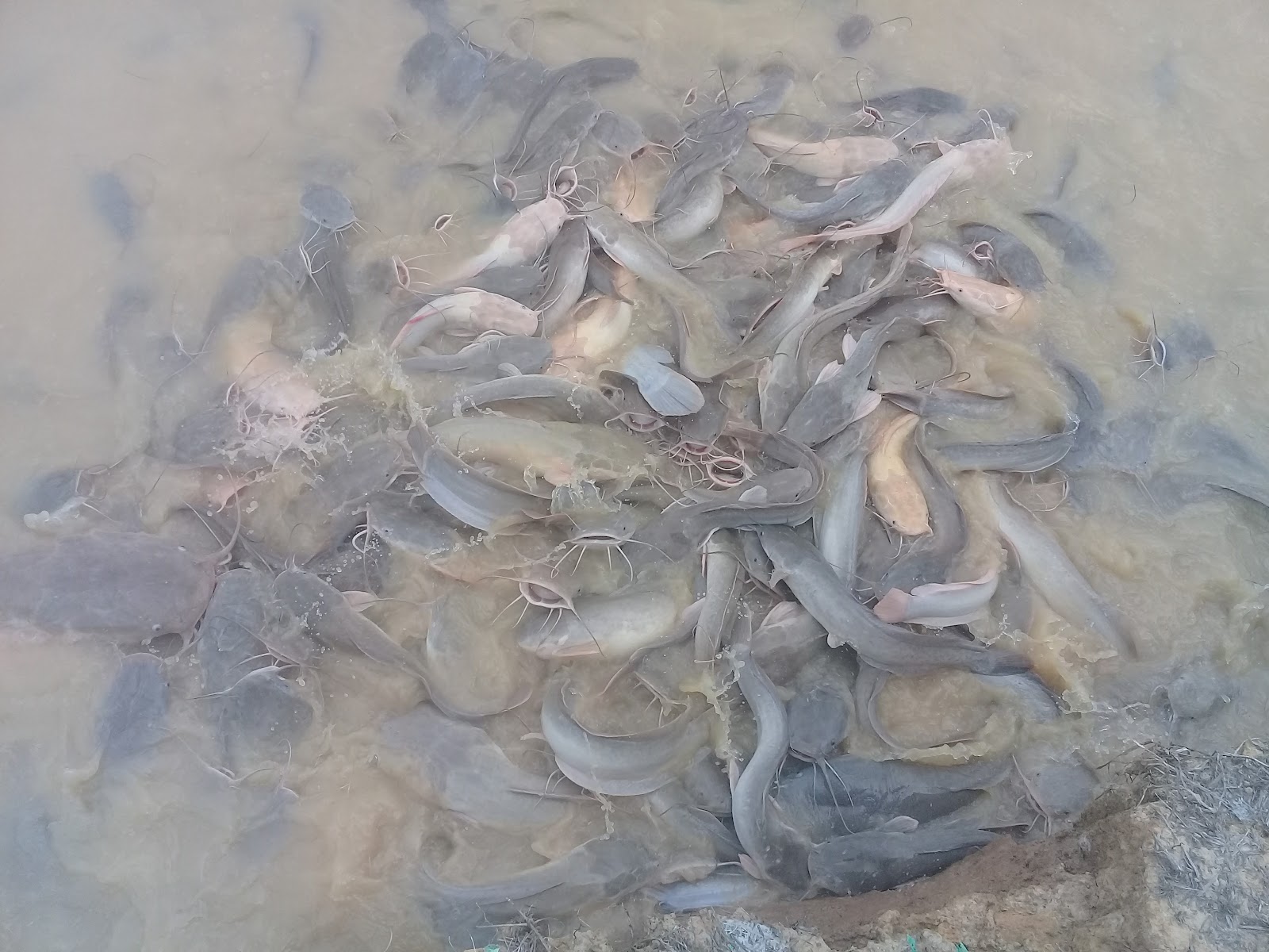 Kolam pancing KOLAM PANCING KAMPUNG 5 NABAWAN