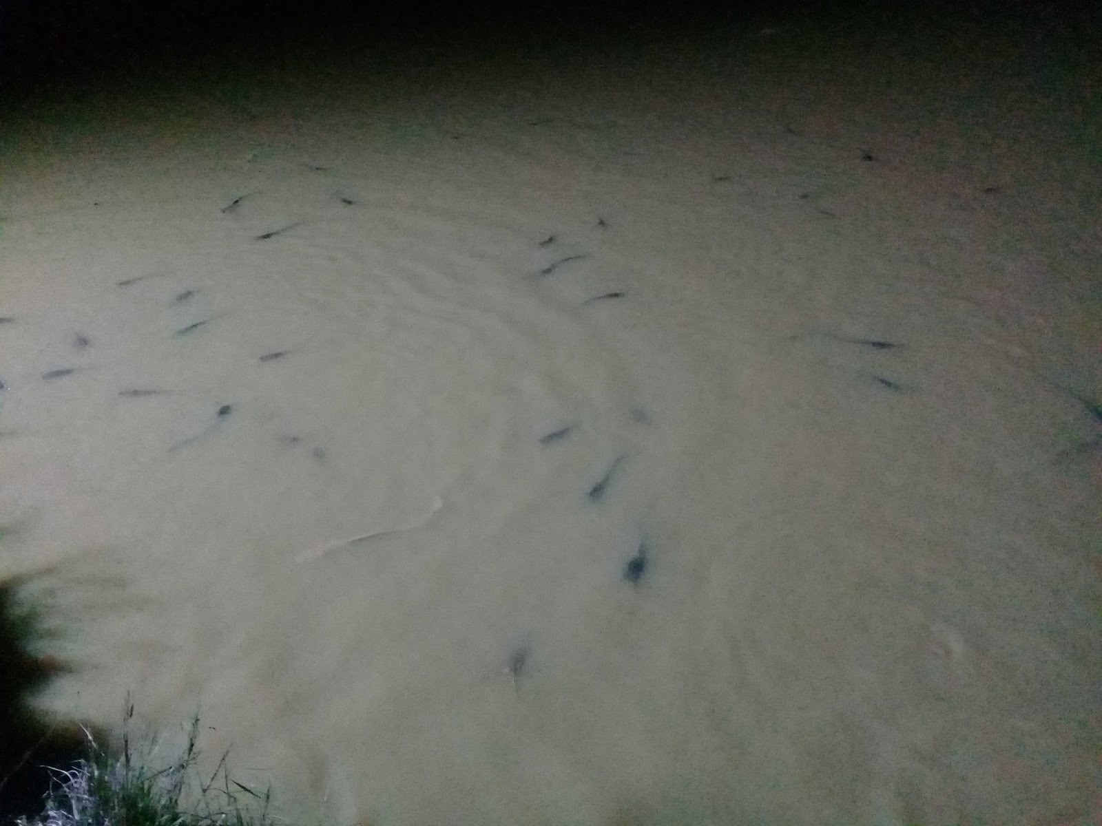 KOLAM PANCING KAMPUNG 5 NABAWAN, kolam pancing di Sabah (gambar 3)