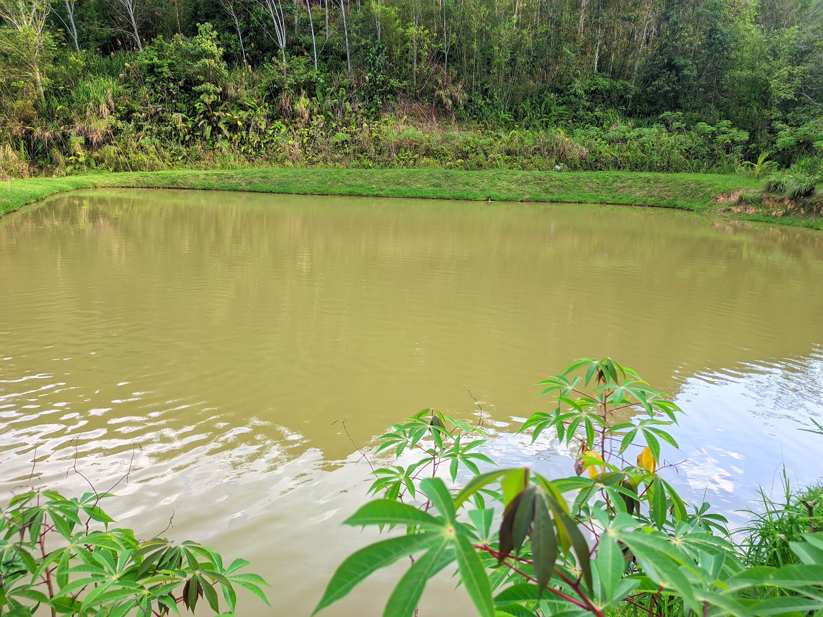 Kolam Pancing Lambun, kolam pancing di Tambunan, Sabah (gambar 3)