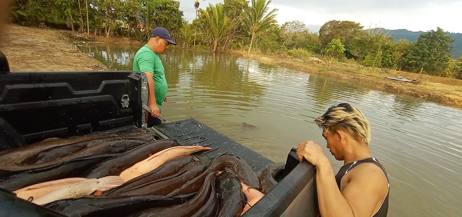 Kolam Tabaga Fishing Centre (KTFC), kolam pancing di Ranau, Sabah (gambar 2)