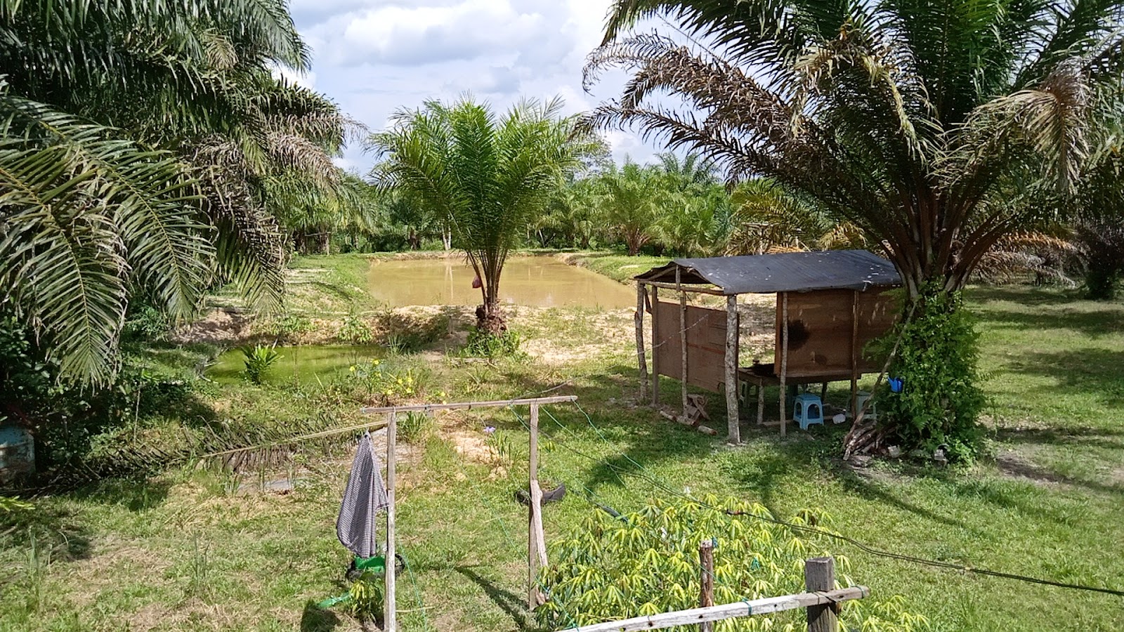 Kolam Mamipa ( KMP ).., fishing pond in Sabah (photo 2)