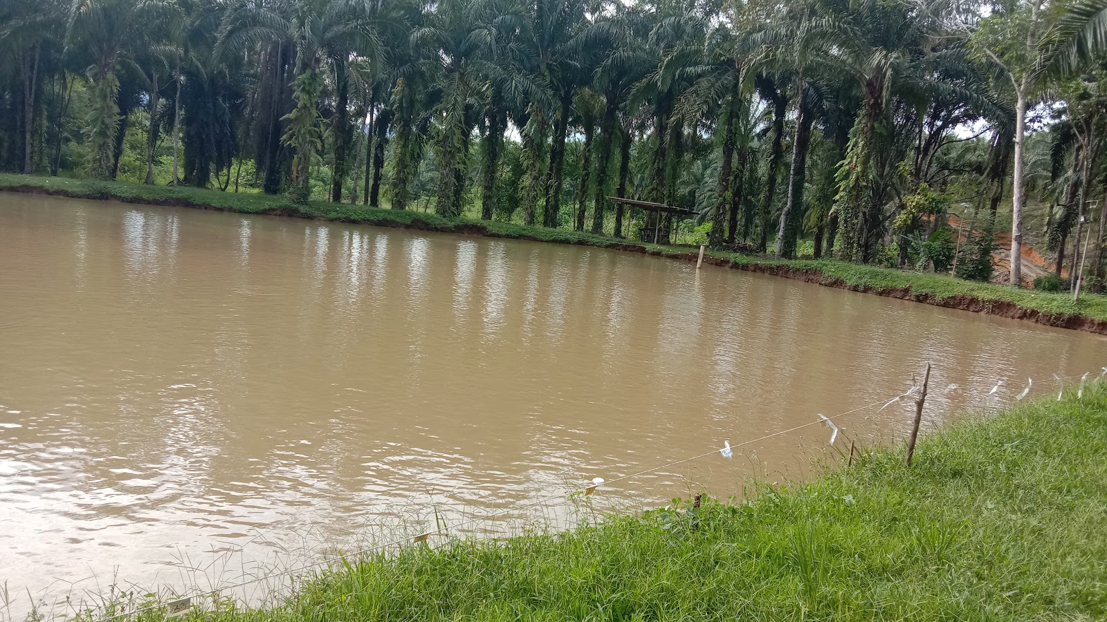 Kolam Pisuk Pisuk Kopuron, fishing pond in Beluran, Sabah (photo 2)