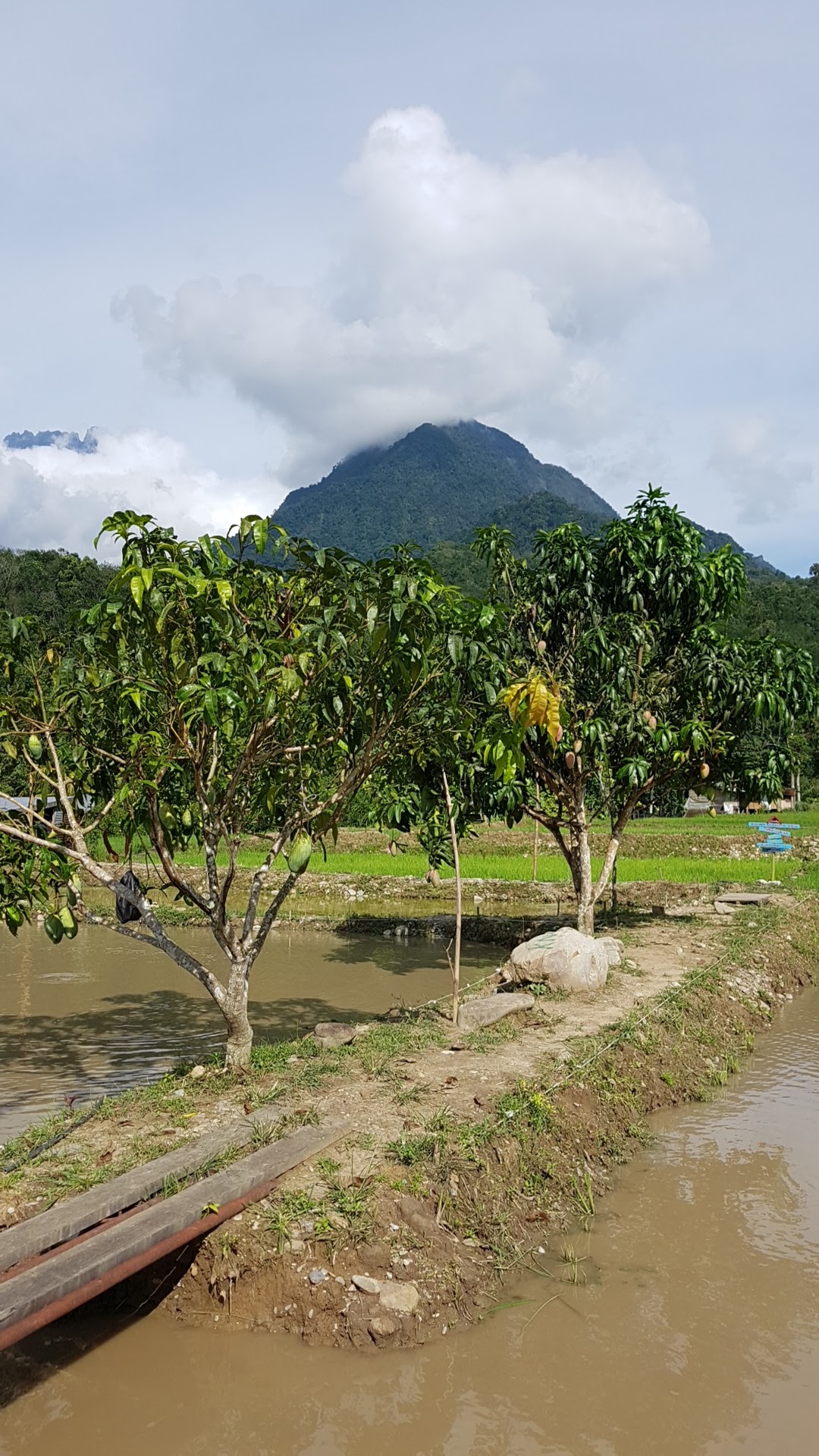Kolam Nungkok View, Tambatuon, kolam pancing di Kota Belud, Sabah (gambar 2)