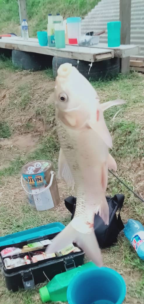 D-Tobek Kolam Memancing, fishing pond in Seremban, Negeri Sembilan (photo 3)