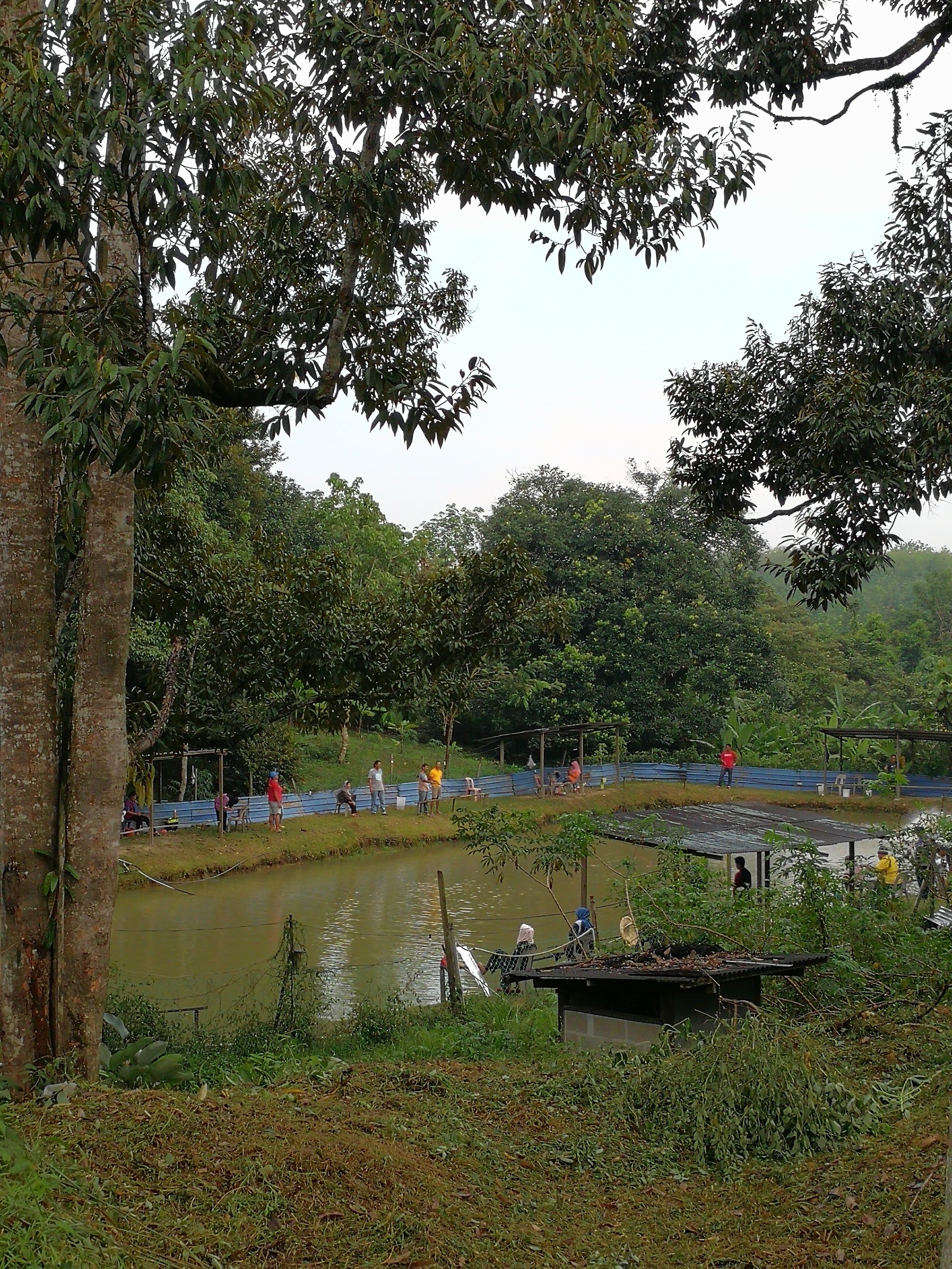 Kolam Pancing Udang Jimah Baru, fishing pond in Seremban, Negeri Sembilan (photo 3)