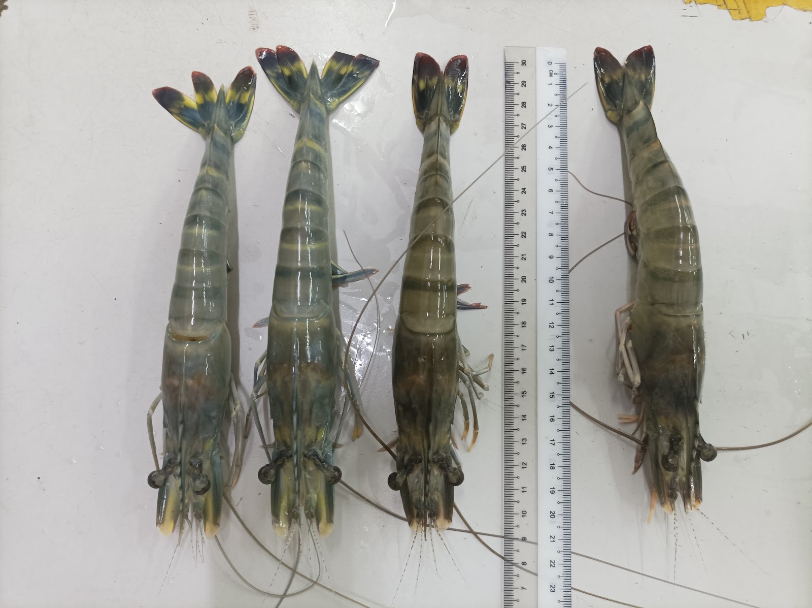 Kolam Pancing Udang Bahau, kolam pancing di Bahau, Negeri Sembilan (gambar 2)