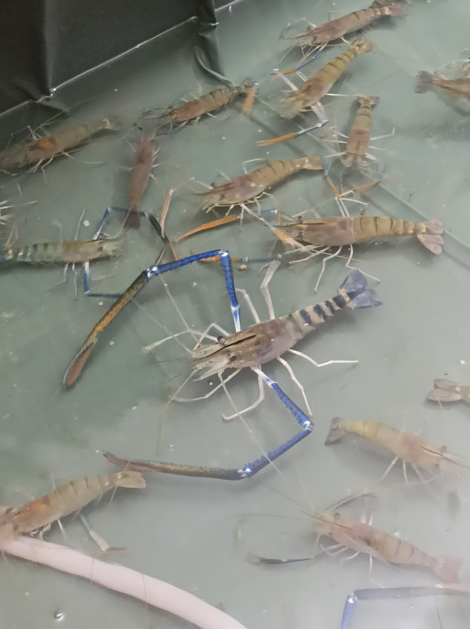 Kolam Pancing Udang Bahau, kolam pancing di Bahau, Negeri Sembilan (gambar 3)
