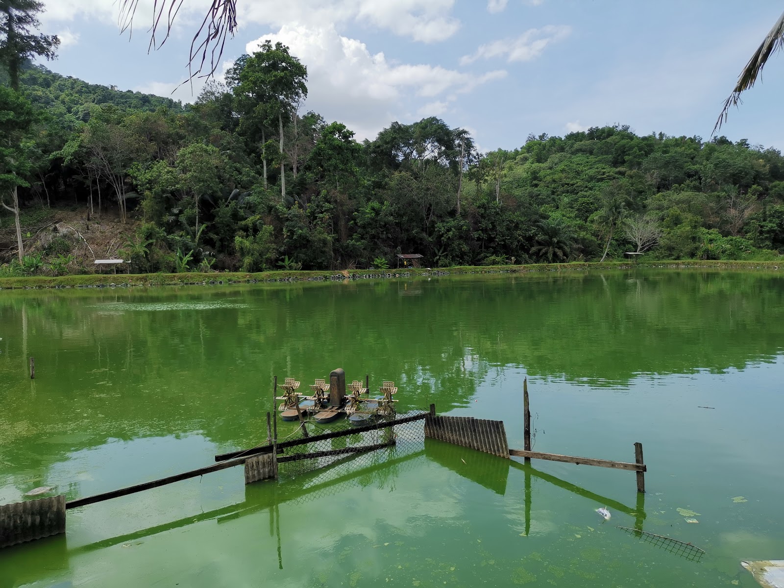 Kolam Pancing Awai Kampung Gebok fishing pond