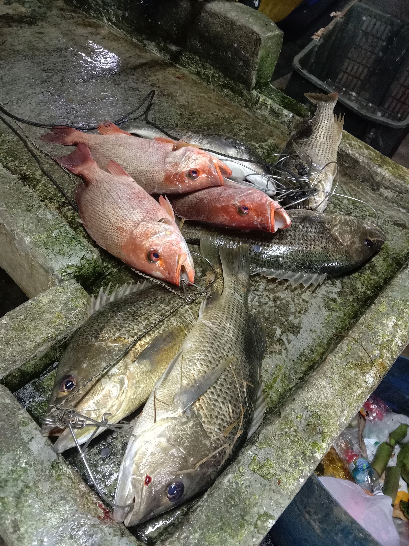 Kolam pancing Best PD Fishing