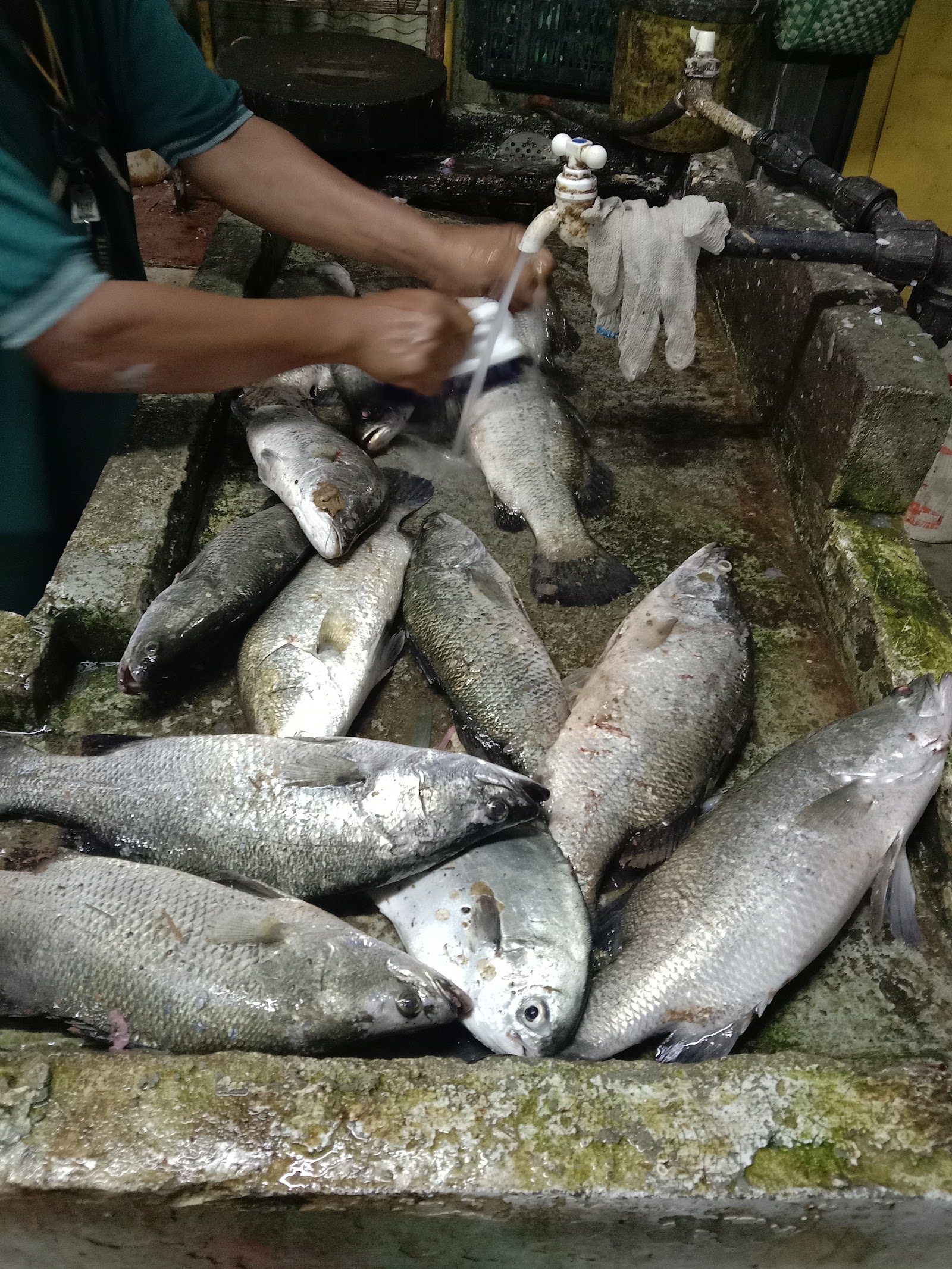Best PD Fishing, fishing pond in Port Dickson, Negeri Sembilan (photo 3)
