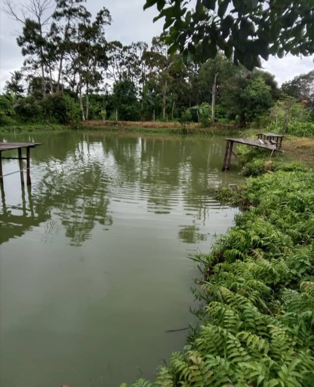 KOLAM PANCING AIR TAWAR ATOK DURIAN, fishing pond in Port Dickson, Negeri Sembilan (photo 2)