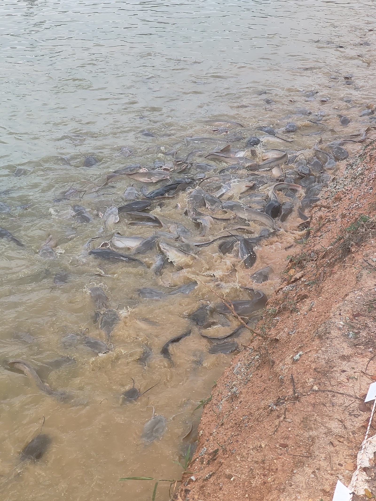 Kolam Rizqin Sendayan, fishing pond in Siliau, Negeri Sembilan (photo 2)