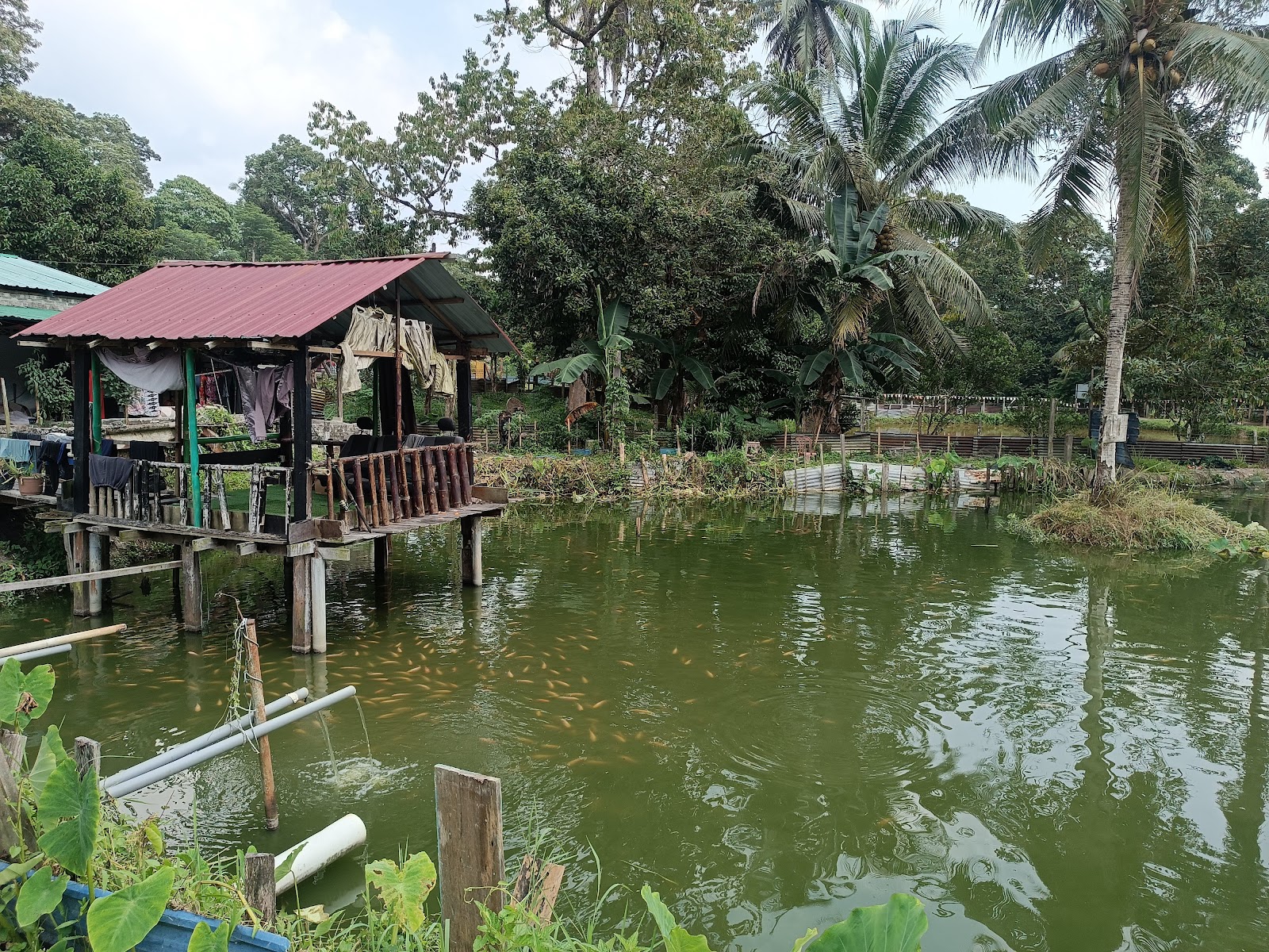 kolam pancing roslan, kolam pancing di Simpang Pertang, Negeri Sembilan (gambar 2)