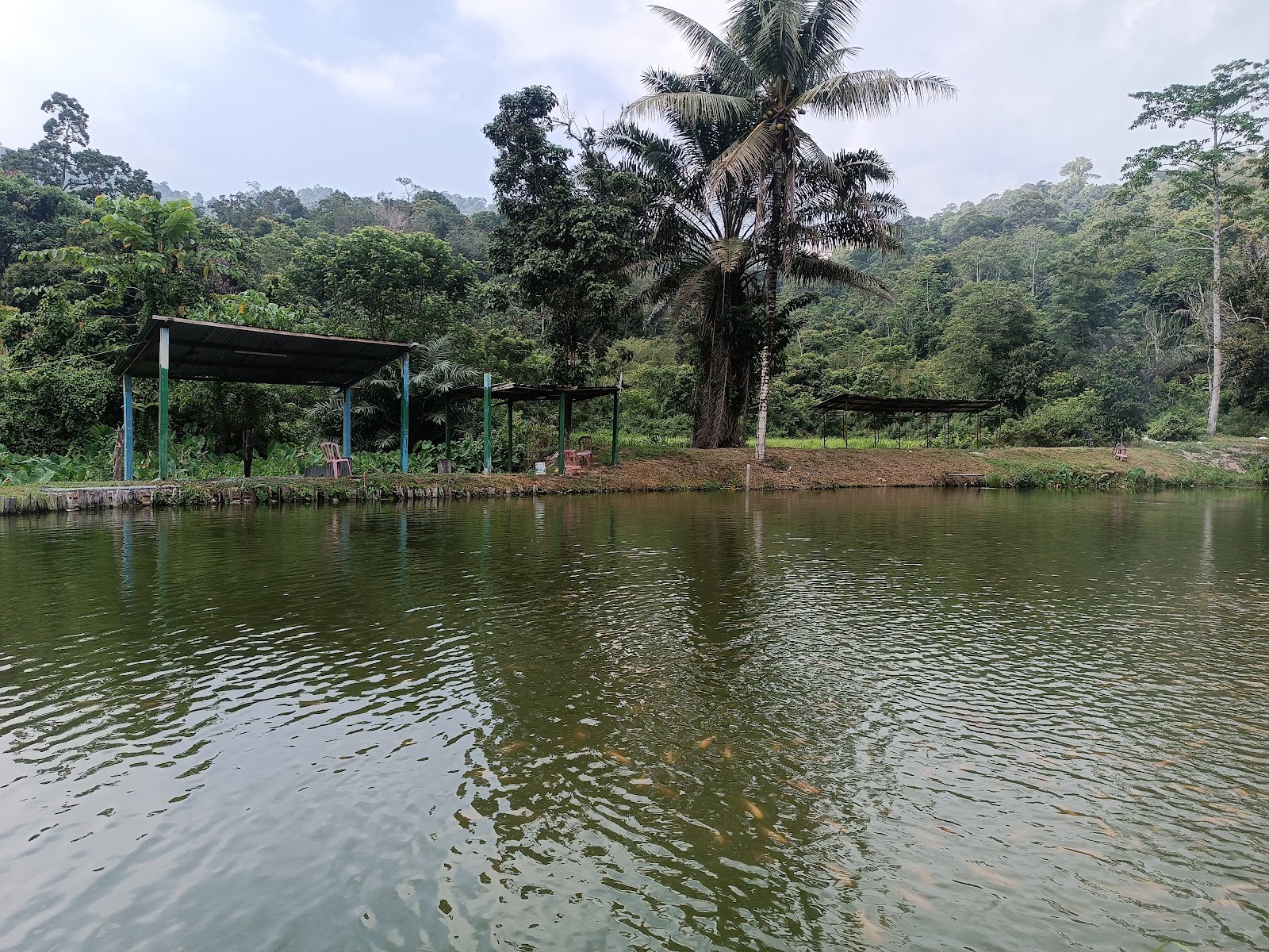 kolam pancing roslan, kolam pancing di Simpang Pertang, Negeri Sembilan (gambar 3)