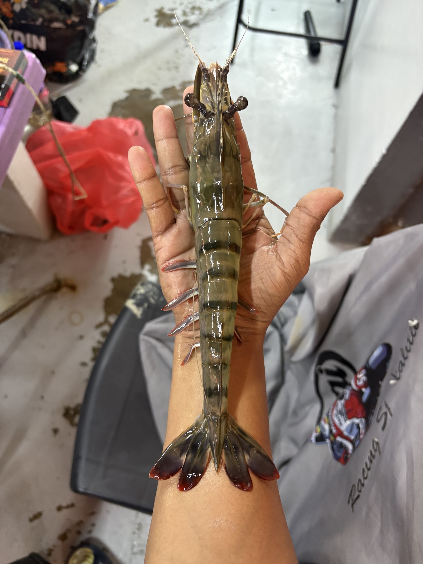 Kolam Pancing Udang Harimau TBS , Pajam, kolam pancing di Mantin, Negeri Sembilan (gambar 3)