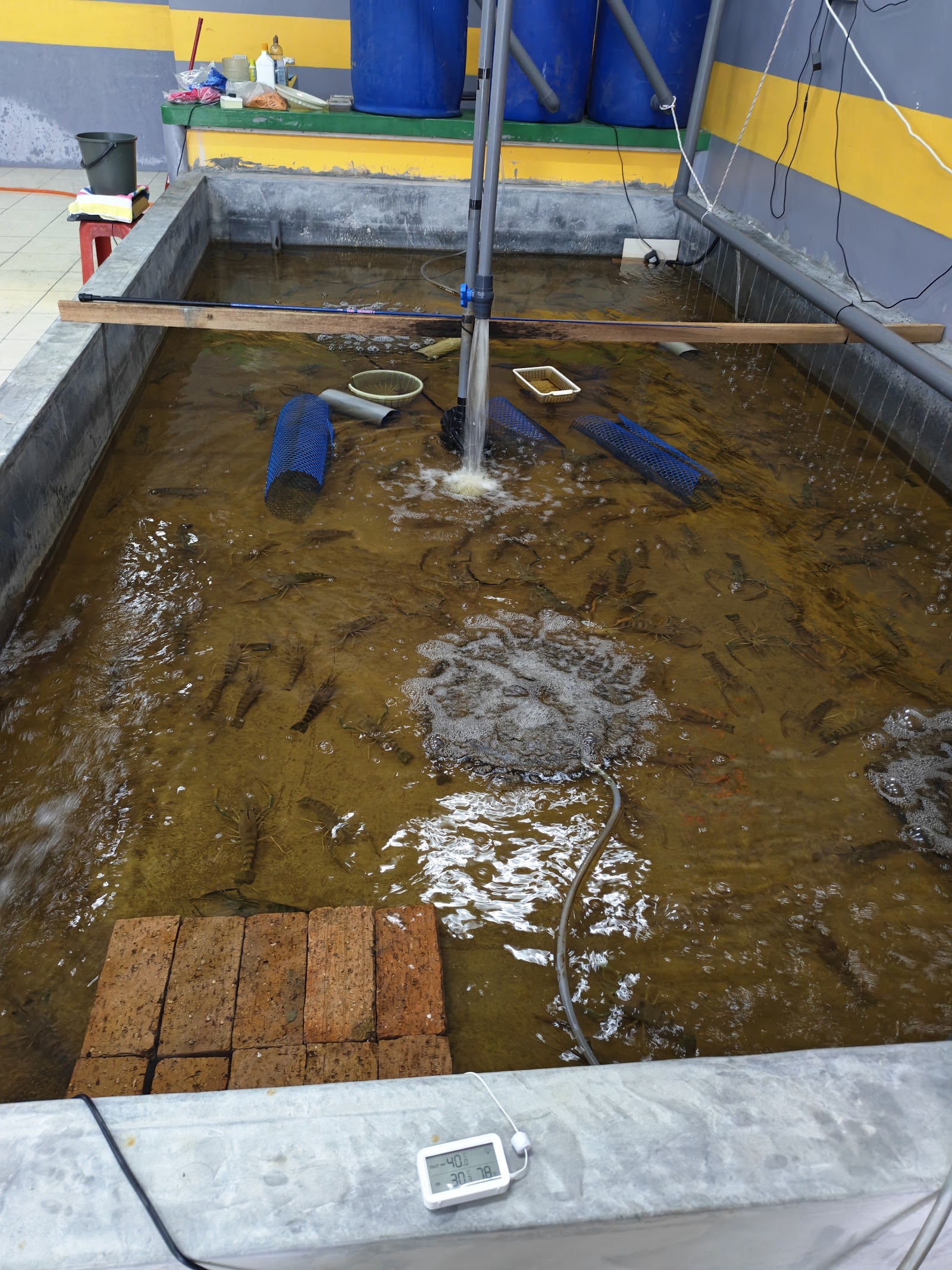 Kolam pancing 888 kolam pancing udang
