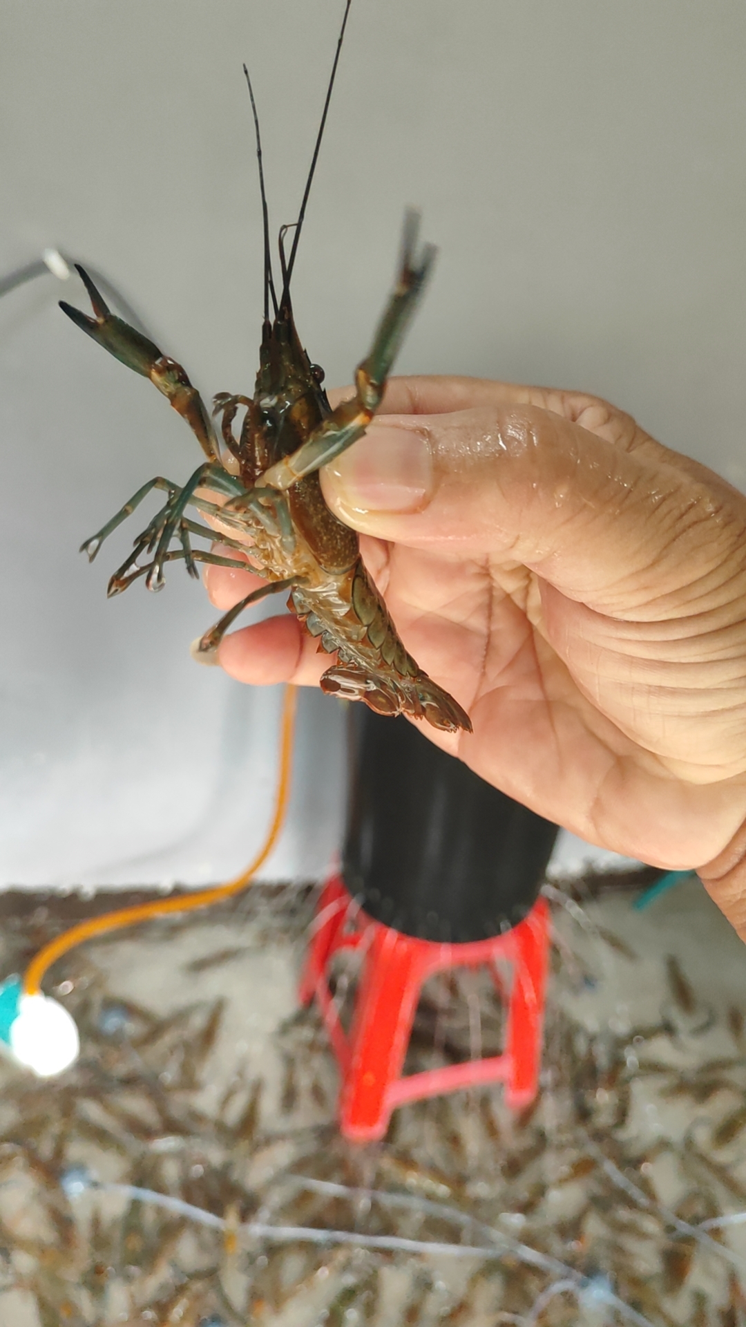 888 kolam pancing udang, kolam pancing di Negeri Sembilan (gambar 2)