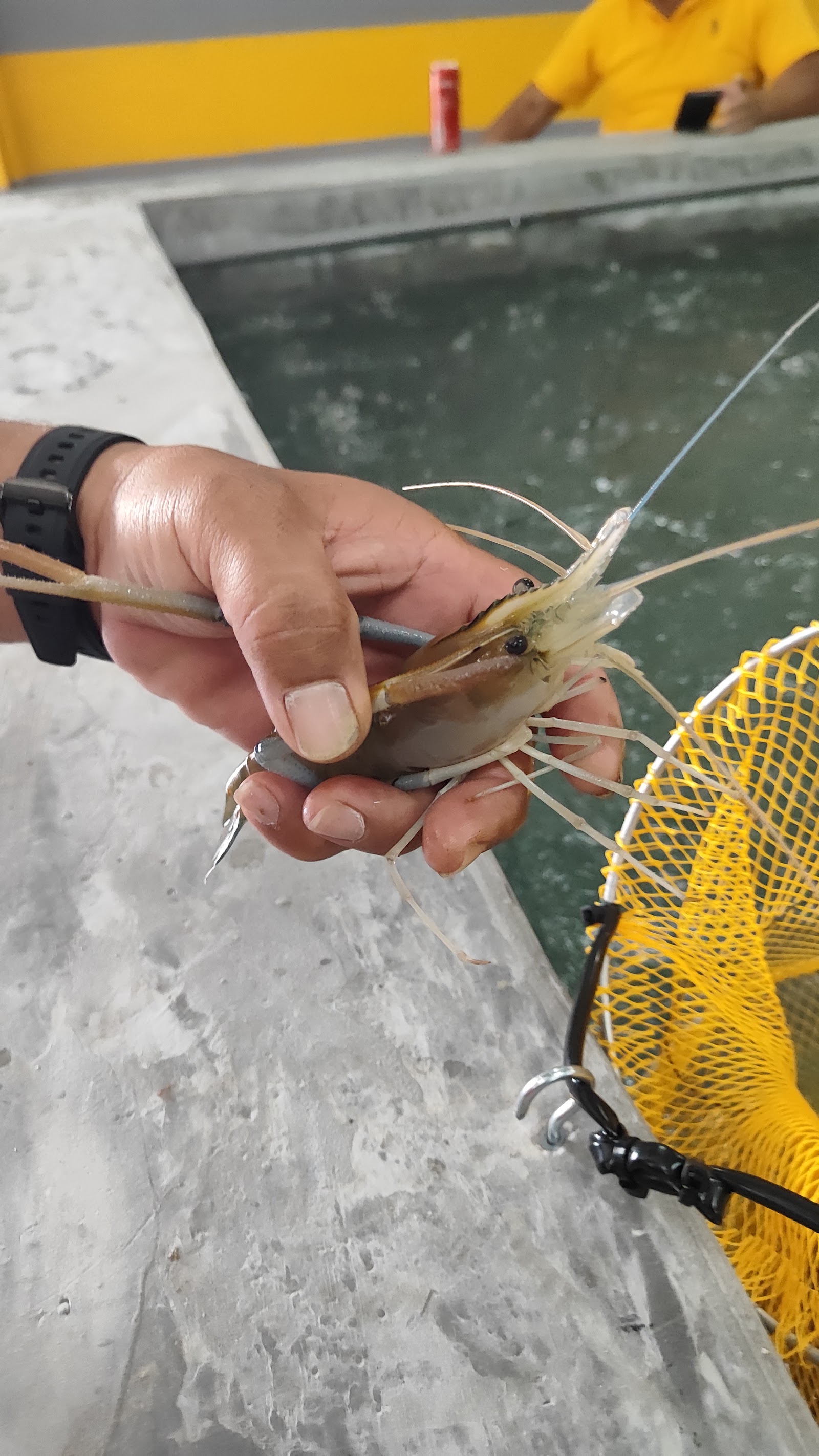 888 kolam pancing udang, kolam pancing di Negeri Sembilan (gambar 3)