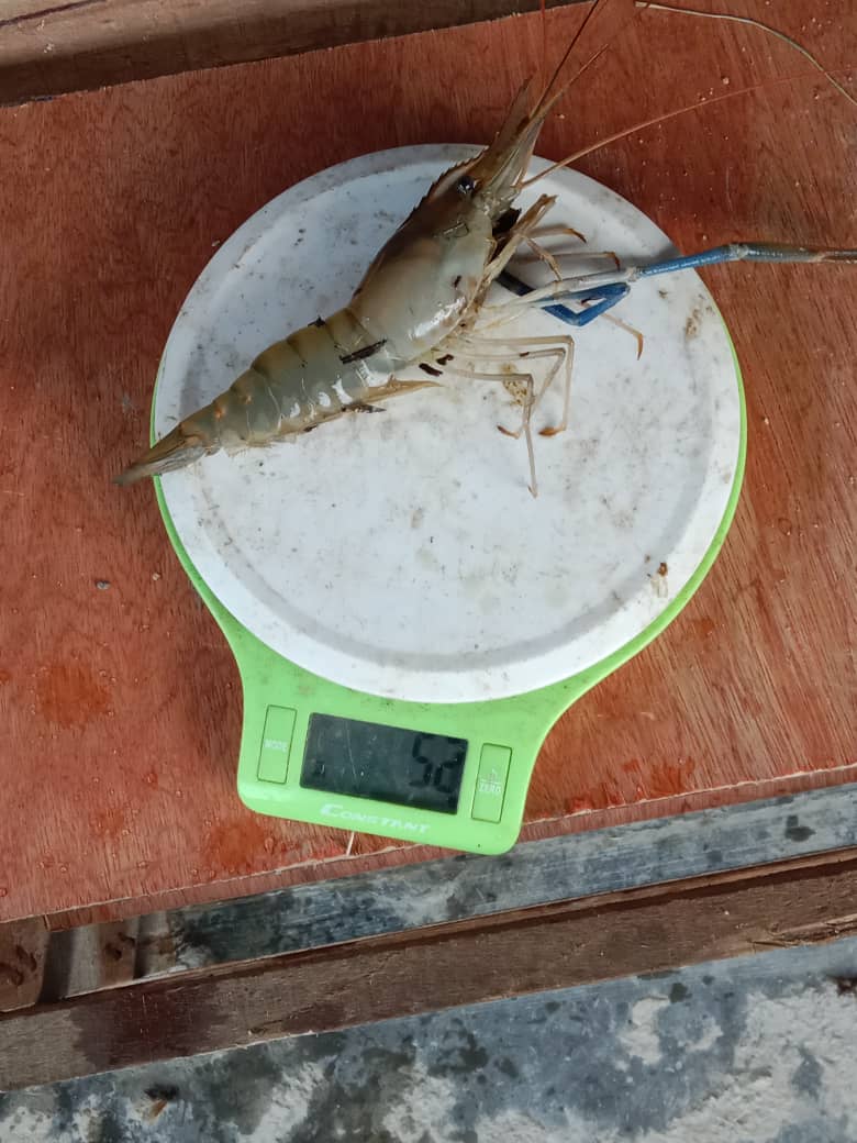 Kolam pancing Kolam Pancing Udang galah Pak harun