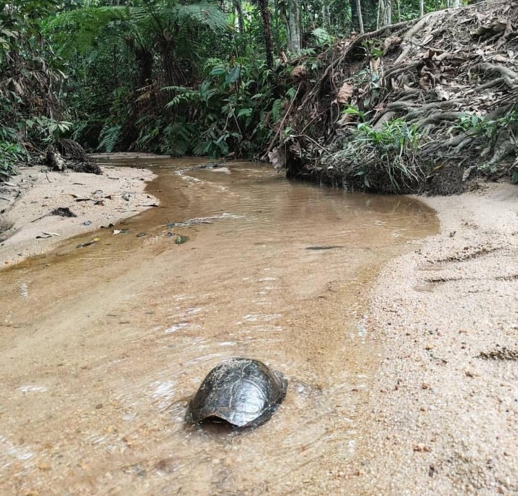 Persiaran Dataran Stream, kolam pancing di Mantin, Negeri Sembilan (gambar 2)