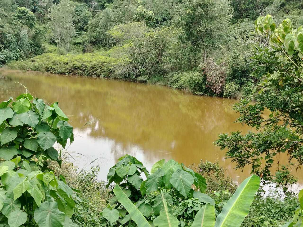 Persiaran Kuliah Pond, fishing pond in Mantin, Negeri Sembilan (photo 3)