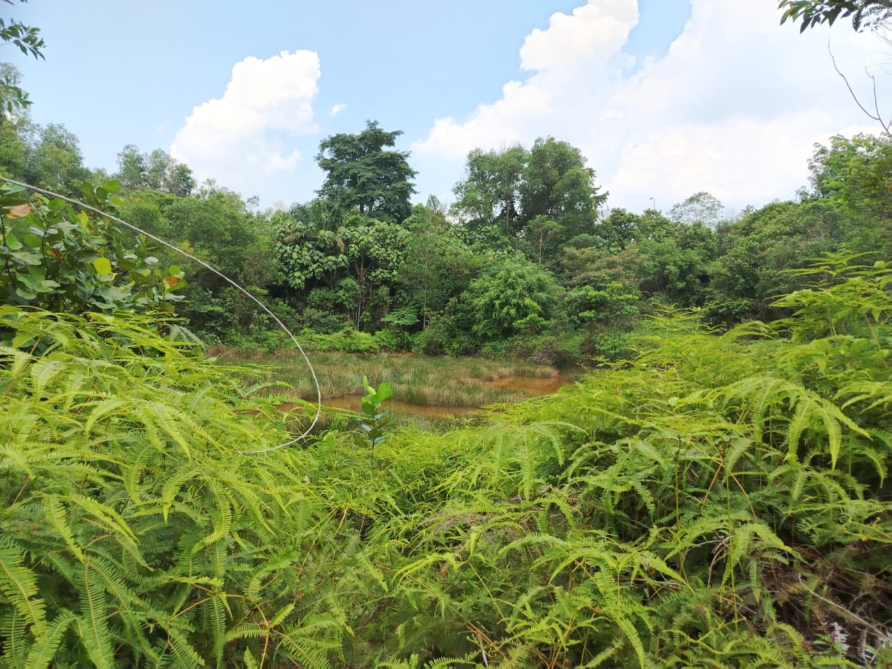 Persiaran Maktab Pond, fishing pond in Mantin, Negeri Sembilan (photo 3)